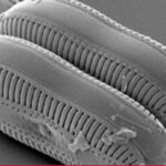 Mikroskopaufnahme der Aussenhülle einer Diatomee