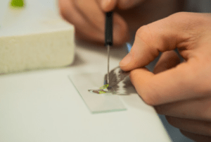 Übertragung eines pflanzlichen Querschnittspräparats von einer Rasierklinge auf einen Objektträger.
