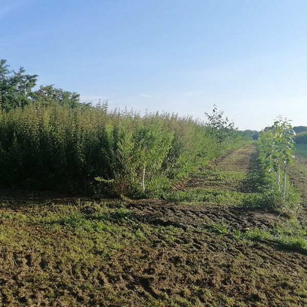 AG_Bio_M_project_NETFIB