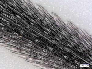 Mikroskopaufnahme eines Stachels vom Igel