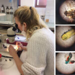 Eine Studentin schaut durch ein Mikroskop ihr Präparat an. Rechts oben: Ein Fluginsekt von der Unterseite, Rechts mitte: ein Insektenkopf in der Aufsicht, Rechtsunten: ein Fluginsekt von schräg oben in der Ganzkörperansicht.