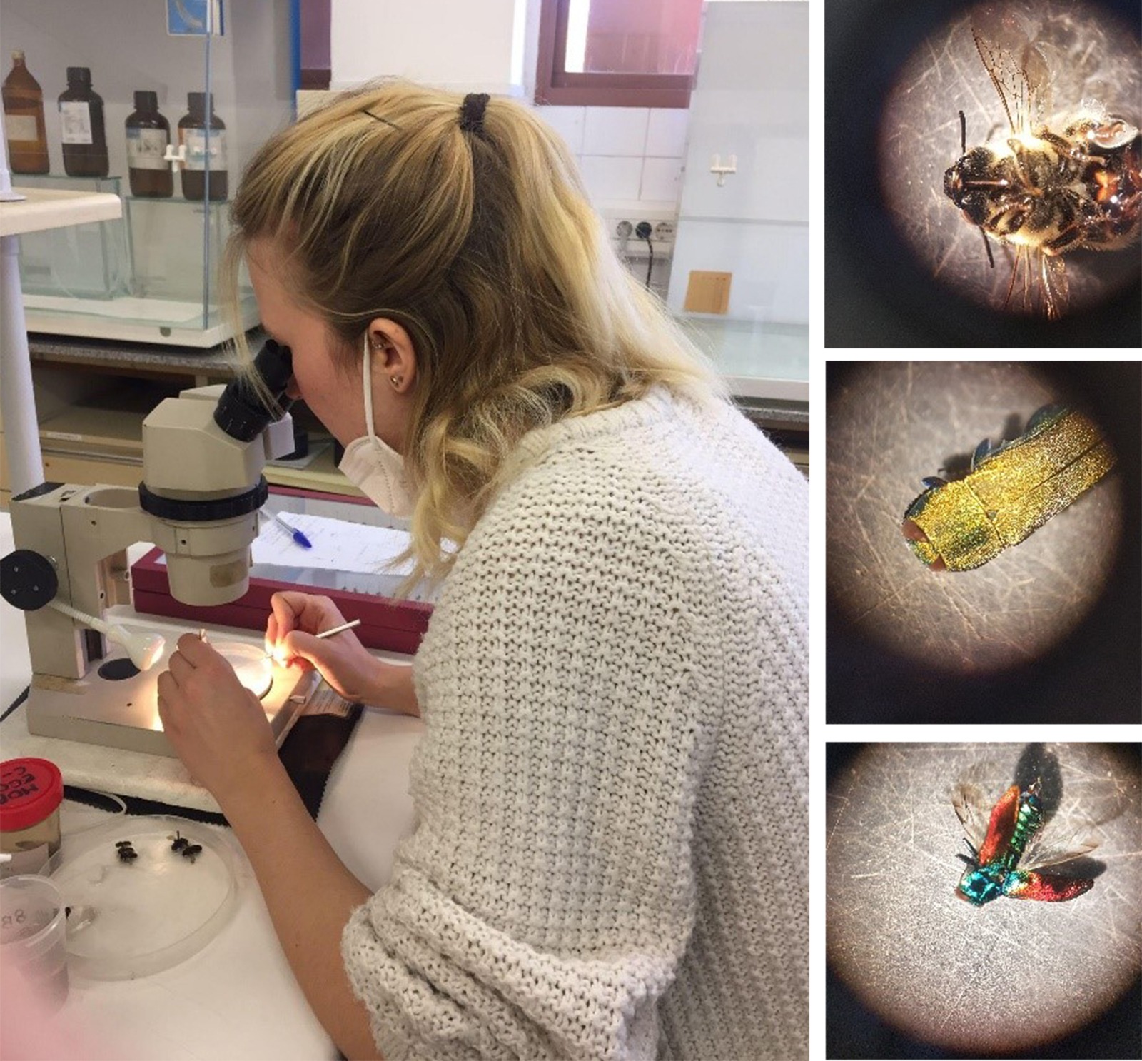 Eine Studentin schaut durch ein Mikroskop ihr Präparat an. Rechts oben: Ein Fluginsekt von der Unterseite, Rechts mitte: ein Insektenkopf in der Aufsicht, Rechtsunten: ein Fluginsekt von schräg oben in der Ganzkörperansicht.