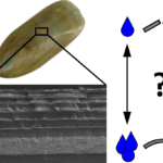 Schema des Schichtaufbaus einer Muschelschale.