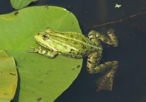 Ein grüner Frosch liegt mit seinem Vorderkörper halb auf einem Seerosenblatt. Seine Hinterbeine hängen im Wasser.