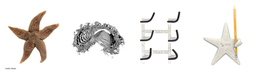 Collage aus 4 Bildern, die den Prozess der Bionik illustrieren. Links das biologische Vorbild, der Seestern, daneben eine Mikro-CT Aufnahme seiner Struktur. Mitte rechts ein abstrahiertes Modell eines Seesternarms. Ganz rechts ein künstlicher Seestern aus einem neuartigen, flexiblen Material, das nach dem bionischen Entwicklungsprozess entwickelt wurde.