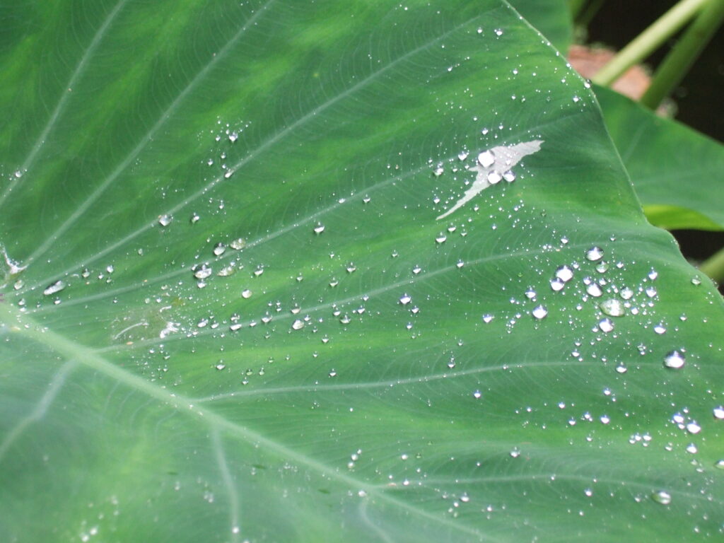 Kugelförmige Wassertropfen perlen auf der Blattoberseite des Lotusblatts ab.