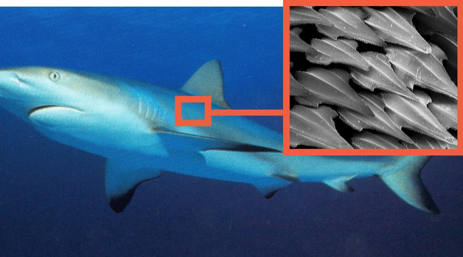 Riffhai unter Wasser, Detailansicht der Form von Haischuppen.