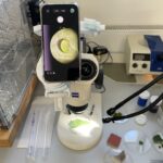 Ein an ein Binokularobjektiv angebrachtes Handy zeigt einen kugeligen Wassertropfen auf einem Kohlblatt. Unten auf dem Objektivtisch liegt das Blatt in einer Petrischale und wird von zwei Lichtquellen beleuchtet.