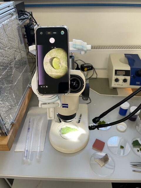 Ein an ein Binokularobjektiv angebrachtes Handy zeigt einen kugeligen Wassertropfen auf einem Kohlblatt. Unten auf dem Objektivtisch liegt das Blatt in einer Petrischale und wird von zwei Lichtquellen beleuchtet.